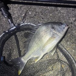 今季初チヌを息子釣ってくれました
