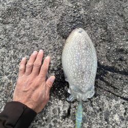 コウイカ発見②