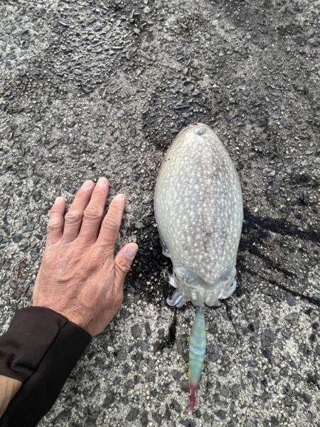 コウイカ発見②