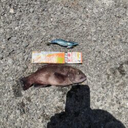 ちょい投げでベラ釣り