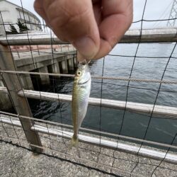 サビキ株価値下がり中