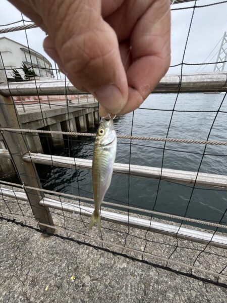 サビキ株価値下がり中