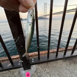サビキ株価下落中②