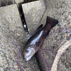 グレ釣り