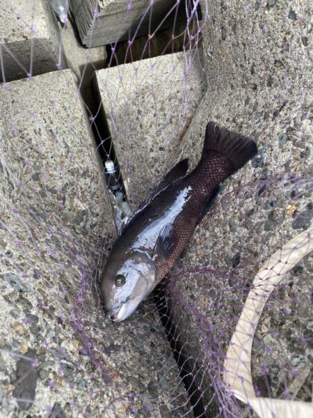 グレ釣り