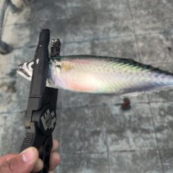 アジング
