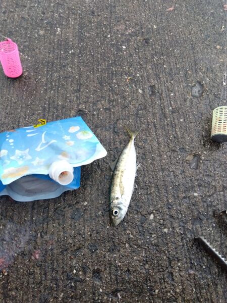 サビキ釣り