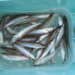 キス釣り盛期入り
