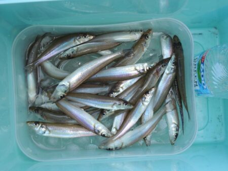 キス釣り盛期入り
