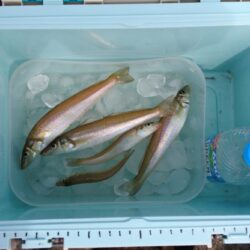 今年最初のキス釣り