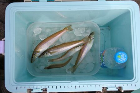 今年最初のキス釣り