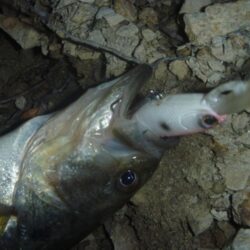 一庫ダム釣行　５月１５日