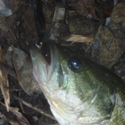 一庫ダム釣行　５月２７日