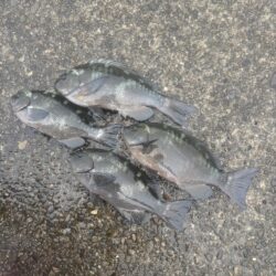 和歌山市江（吉丸渡船）でグレ釣り