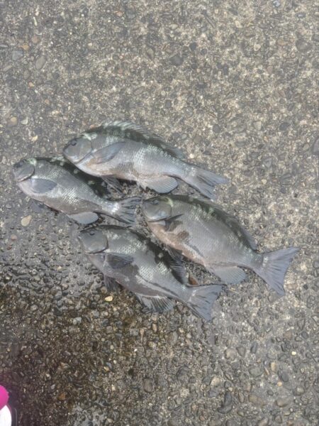 和歌山市江（吉丸渡船）でグレ釣り