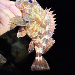 メバルさんは何処へ…