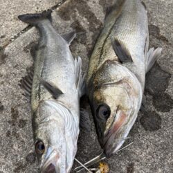 セイゴアタリ多いけどなかなか釣れないです