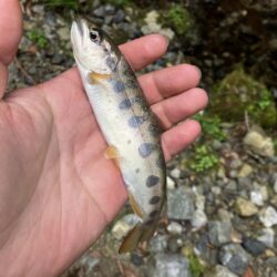ちょっと本格的な渓流に片足突っ込み