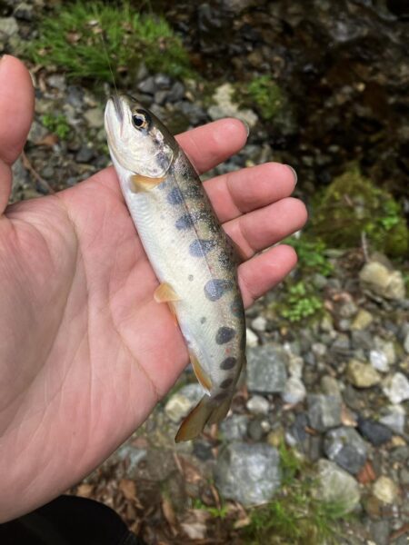 ちょっと本格的な渓流に片足突っ込み