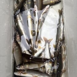 鮎釣り
