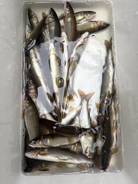 鮎釣り