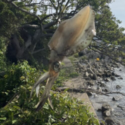 春エギング