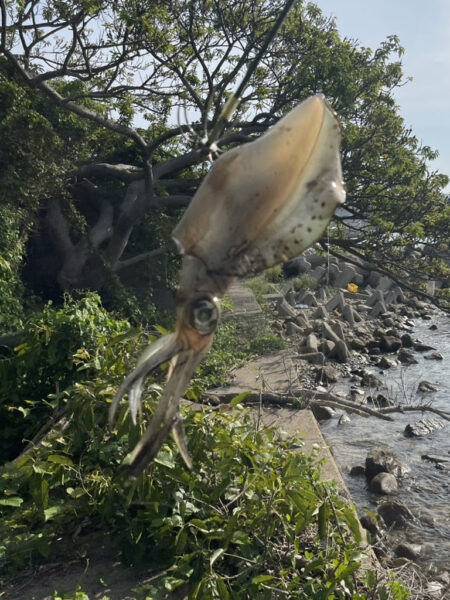 春エギング