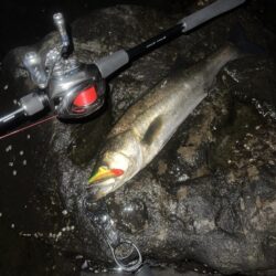 海老取川シーバス！！