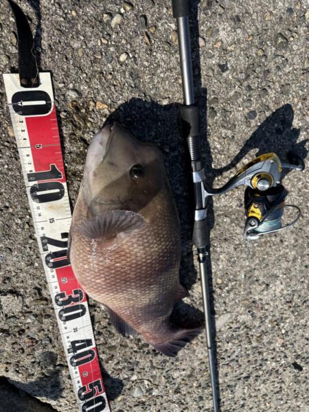 ヘチ釣り