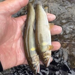 鮎釣り