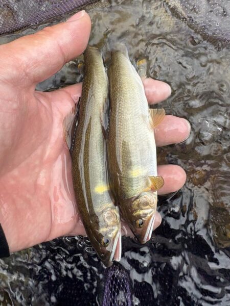 鮎釣り