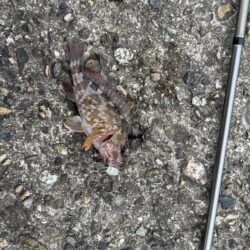 ヘチ釣り