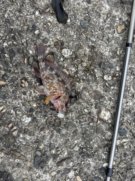 ヘチ釣り