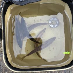 釣れました^_^