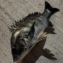 チニングあ