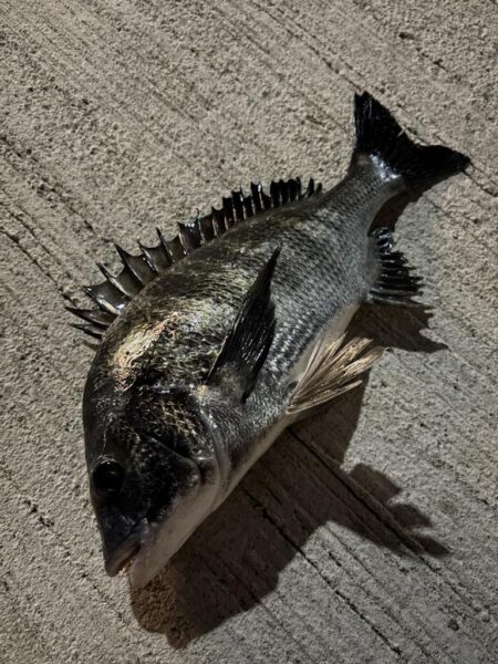 チニングあ