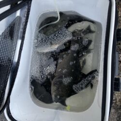 磯フカセ釣り