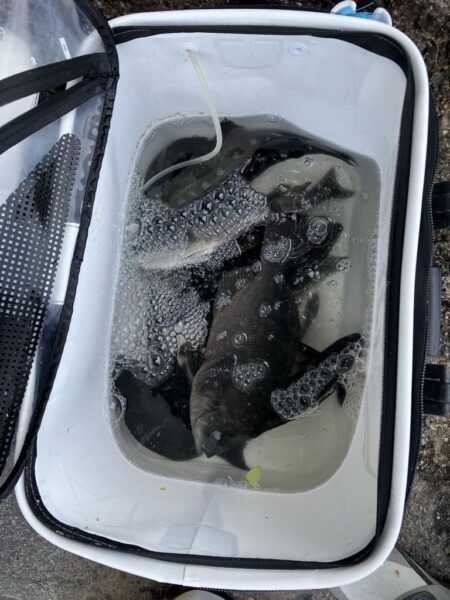 磯フカセ釣り