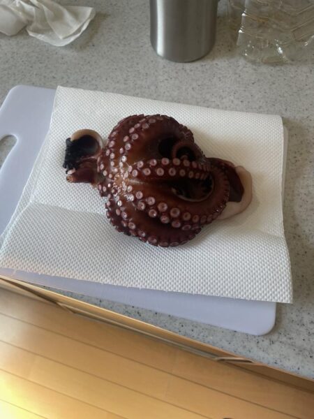 タコ釣ったどー。