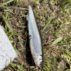 小鮎釣り