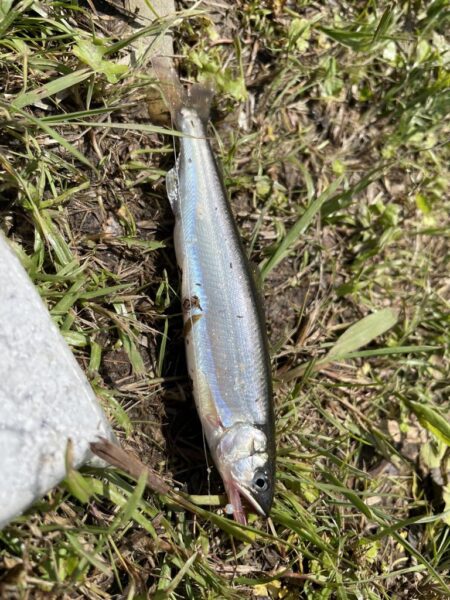 小鮎釣り