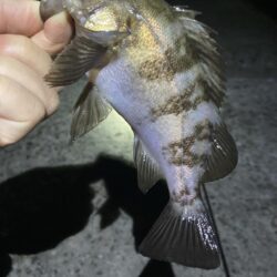 初夏のメバル