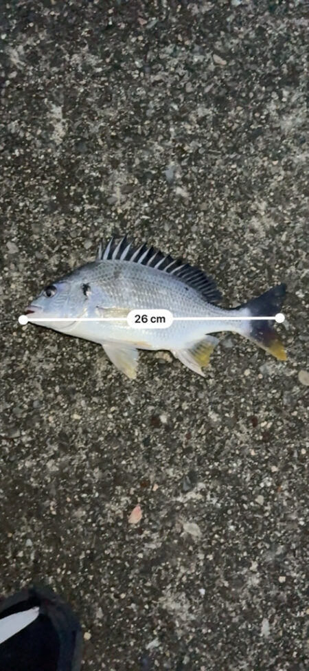 チニング