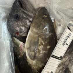 桜咲く海上からのお便りは2nd