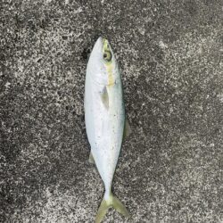 糸魚川LSJ