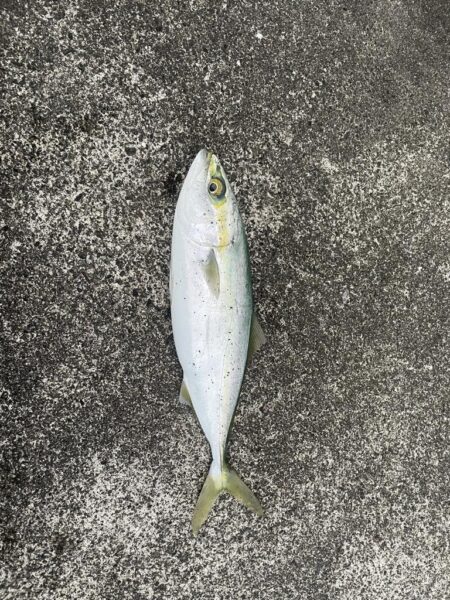 糸魚川LSJ
