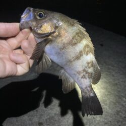 初夏のメバル