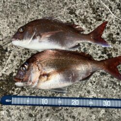 のっこみ真鯛
