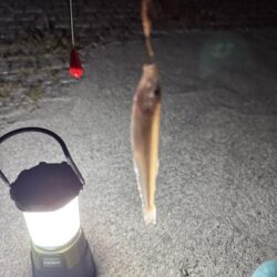 夜釣り、ちょい投げ