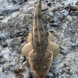 自更新マゴチ